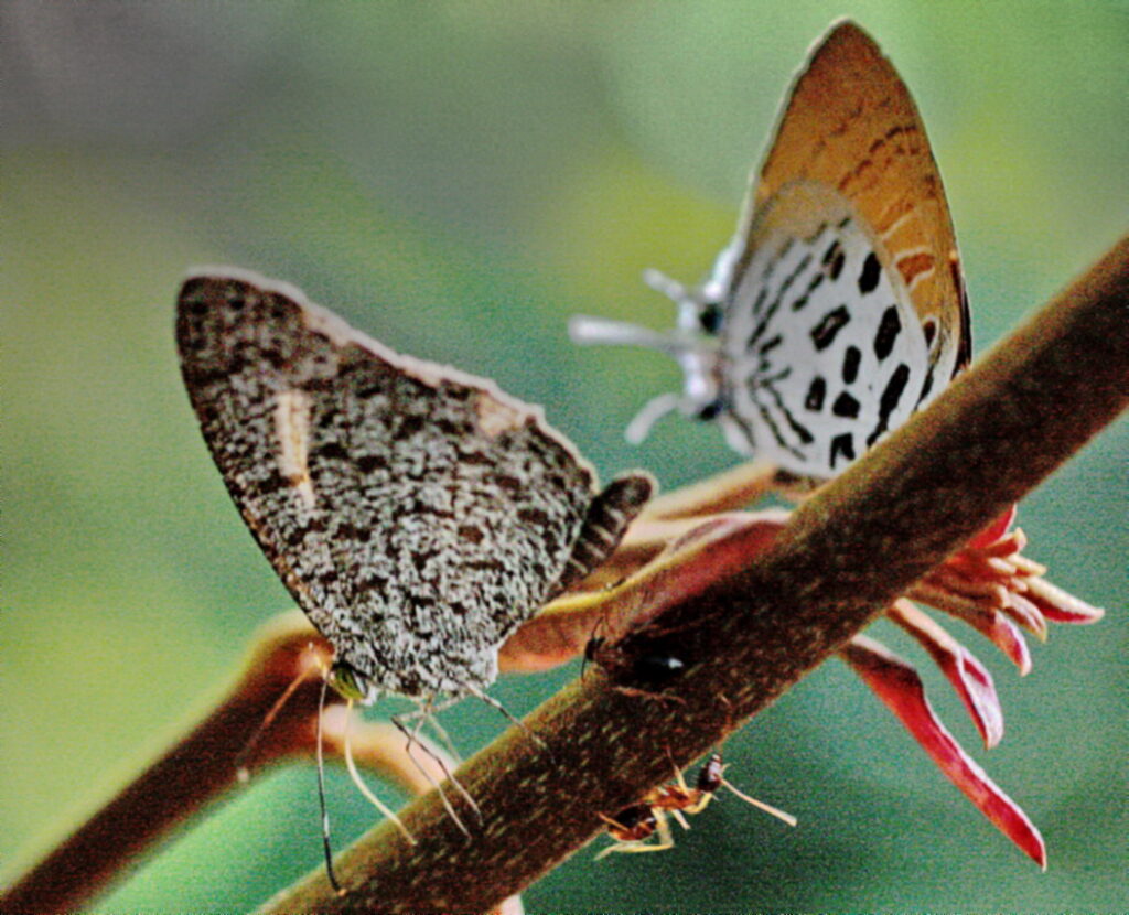 The Fascinating Mating Ritual Of Butterflies E Estidotmy