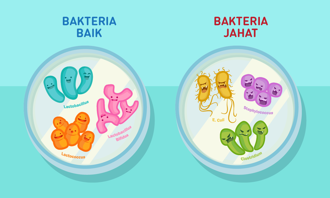 bakteria baik dan jahat