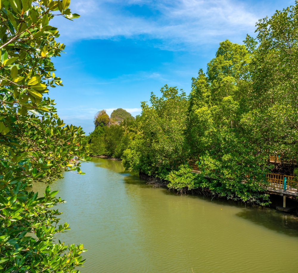 mangrove, langkawi unesco geopark, malaysia