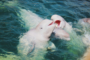 BELUGA WHALE