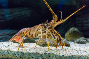 lobster