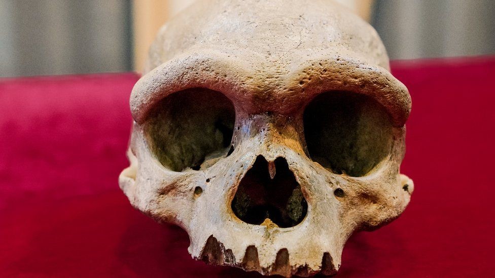 skull of homo longi, the dragon man