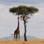 Are giraffes actually herbivores?