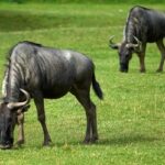 What is a wildebeest ?