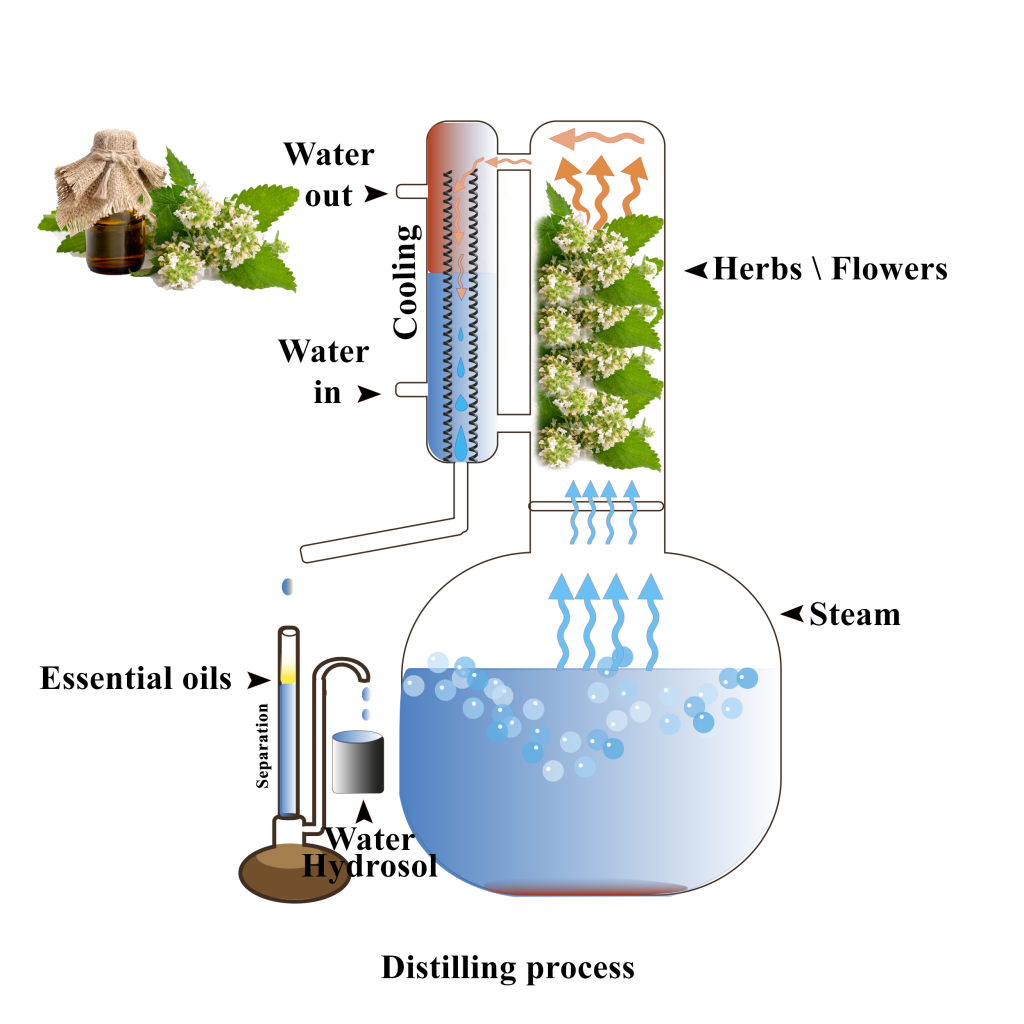 The Chemistry Behind Perfume - e-estidotmy