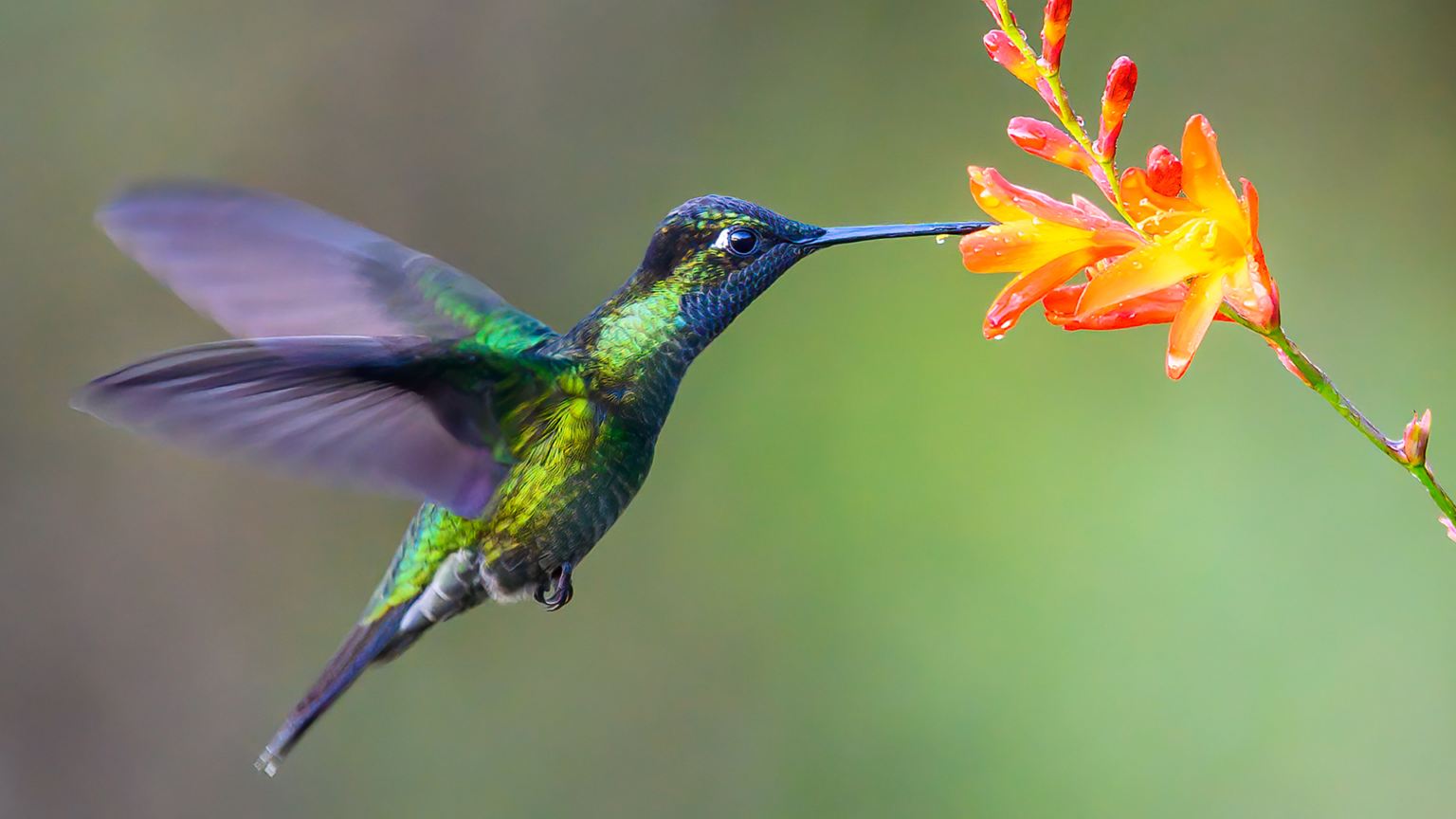 Which bird can fly backwards? - e-estidotmy