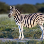 Which animal uses stripes to identify individuals within a species?