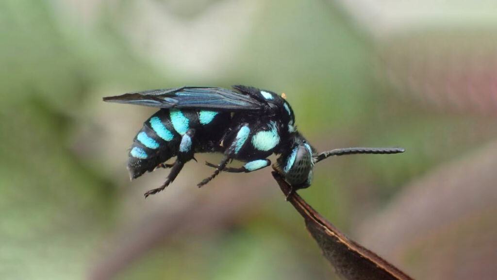 the australian blue bee