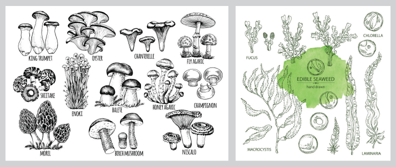 food futurologist edible mushroom and algae