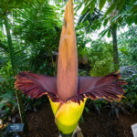 What is a corpse flower?