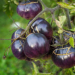 Purple Tomato: A New Superfood Soon in the Market