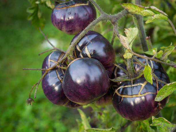Purple tomatoes ripening on the vine.
