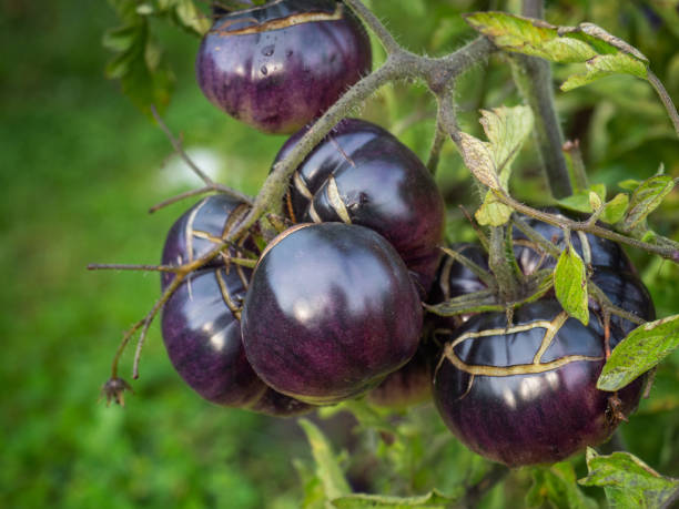 purple tomato ripening on the vine.