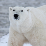 Why are polar bears nearly undetectable by infrared cameras?