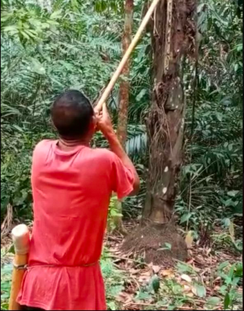 Penggunaan sumpit oleh masyarakat orang asli suku Semai di Perak untuk memburu haiwan liar.