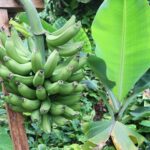 Citizen Science for Banana Conservation Research