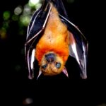How do bats control the insect population?