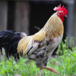 Were chickens domesticated as a source of food ?