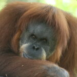 How much DNA do orangutans and humans share?