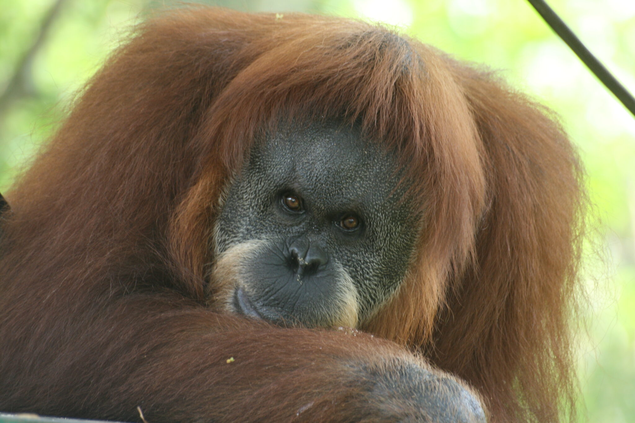 How much DNA do orangutans and humans share? - e-estidotmy