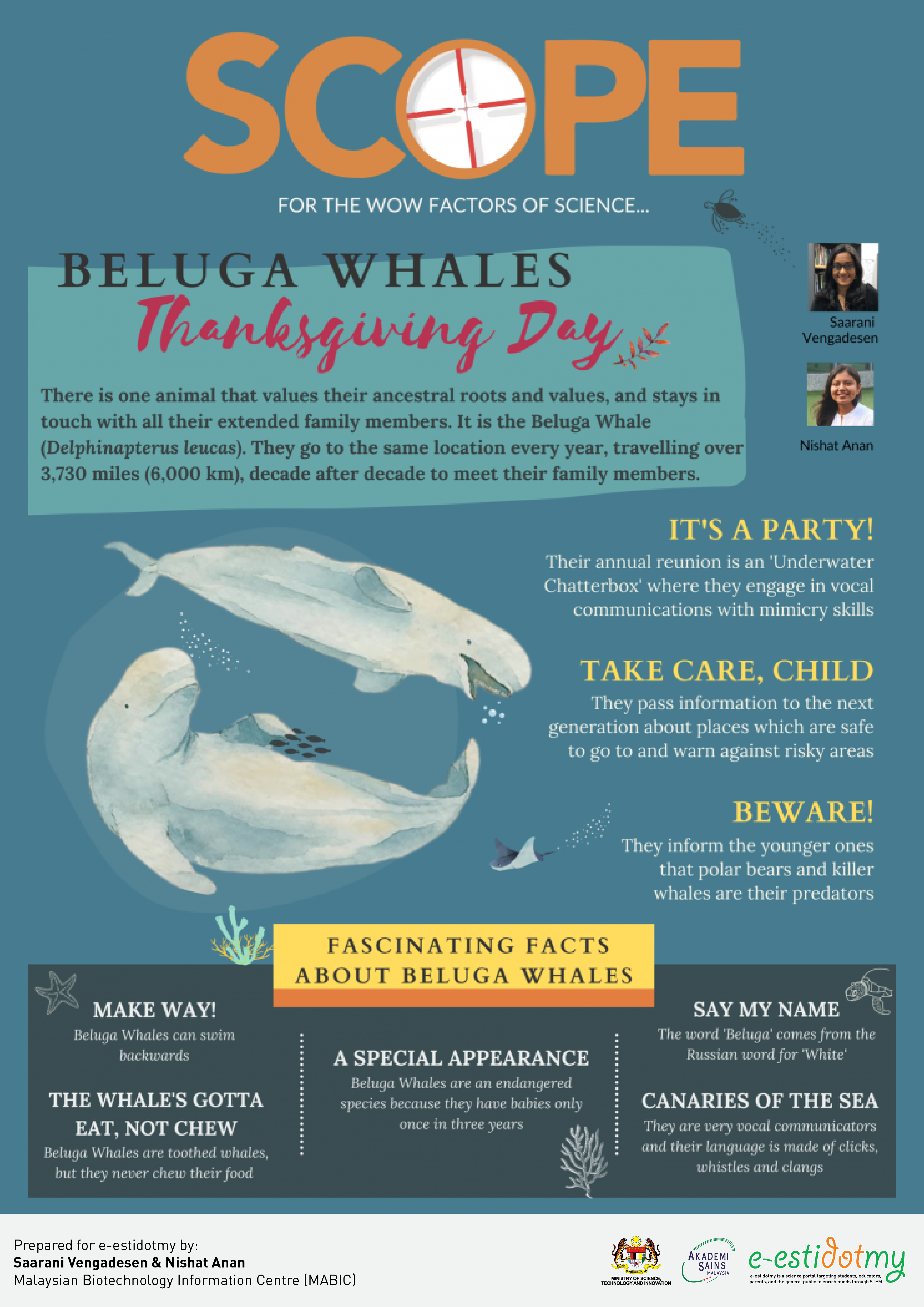 thanksgiving day with beluga whales