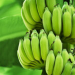 Nature’s Coolest Trick: Bananas Defying Gravity!