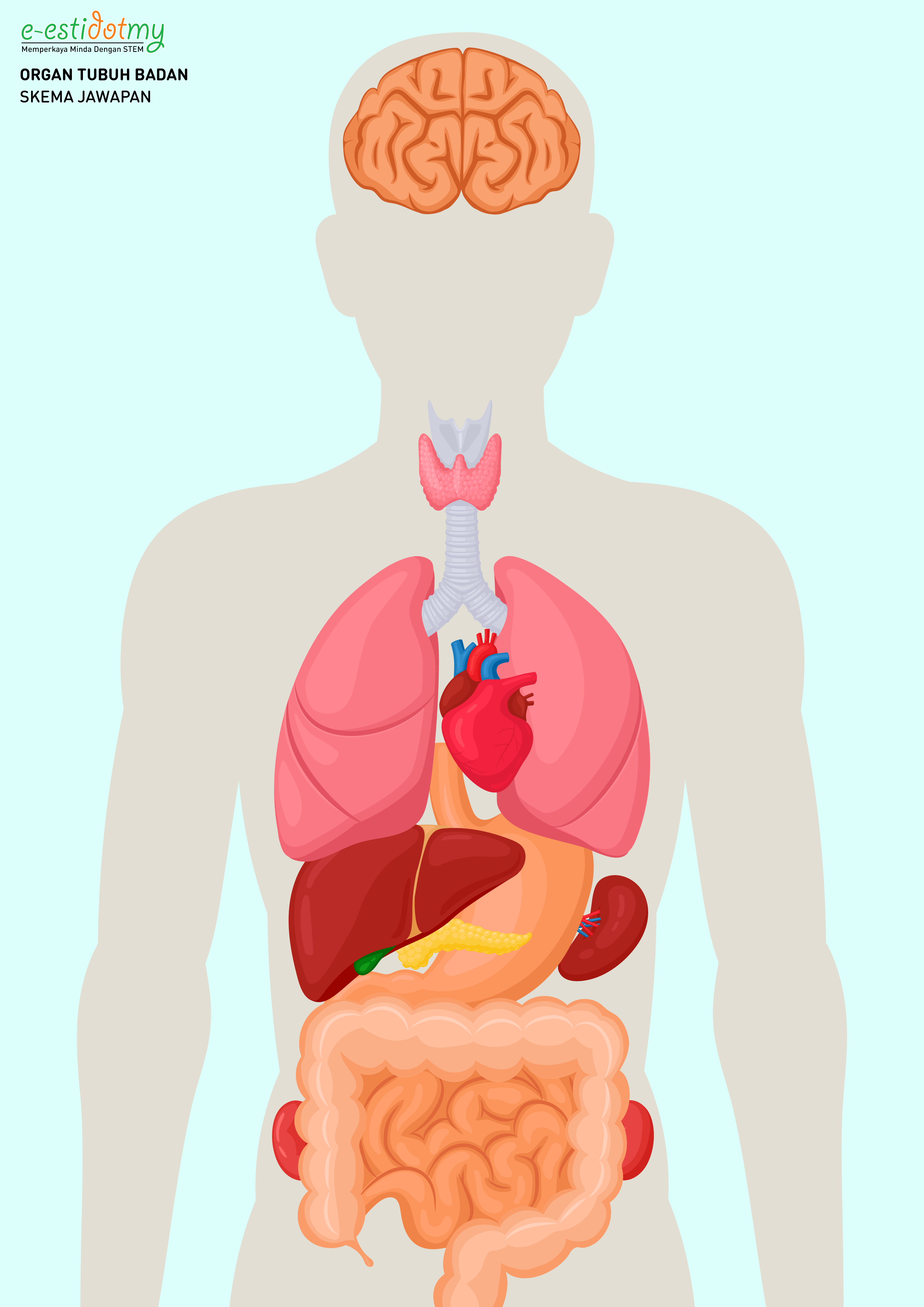 Kenali organ tubuh badan manusia (4)