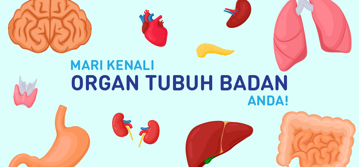 organ tubuh badan featured image