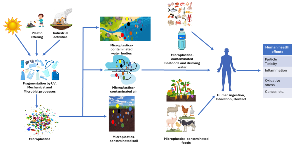 microplastics cycle diagram