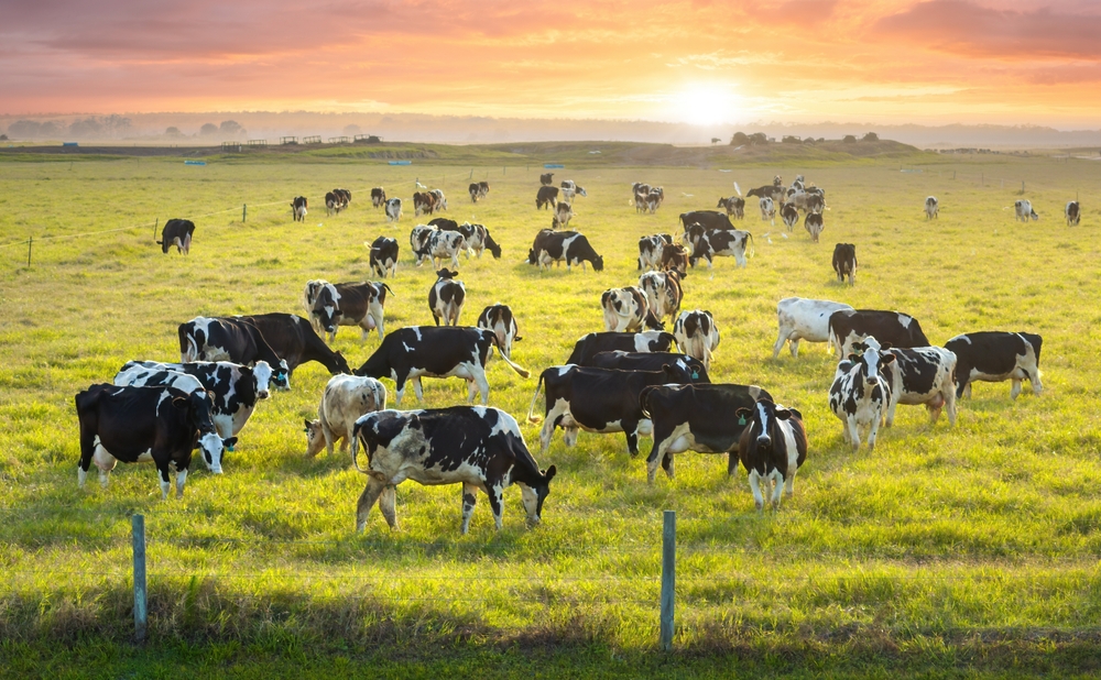 organic, cows, farm-raised, free-range