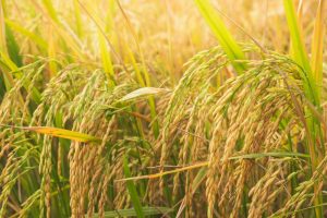 biotech, rice, paddy field
