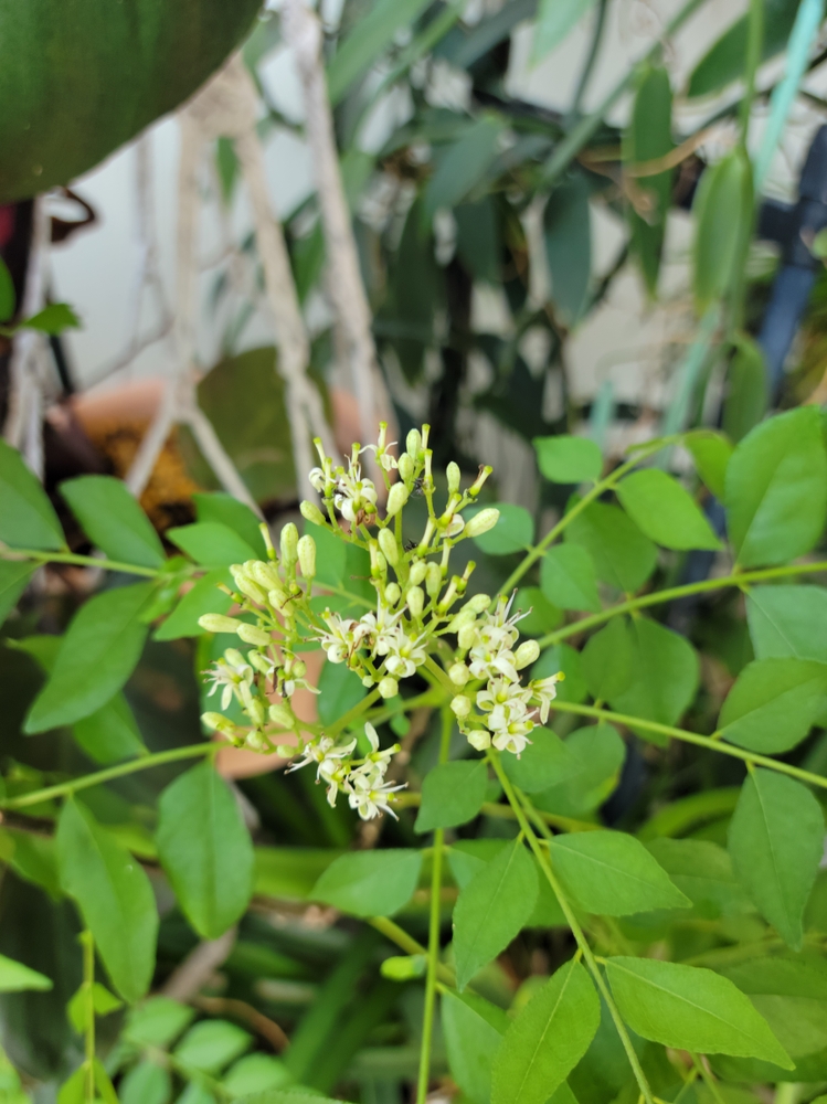 curry leaves, curry tree, health, botany, plant science, biology