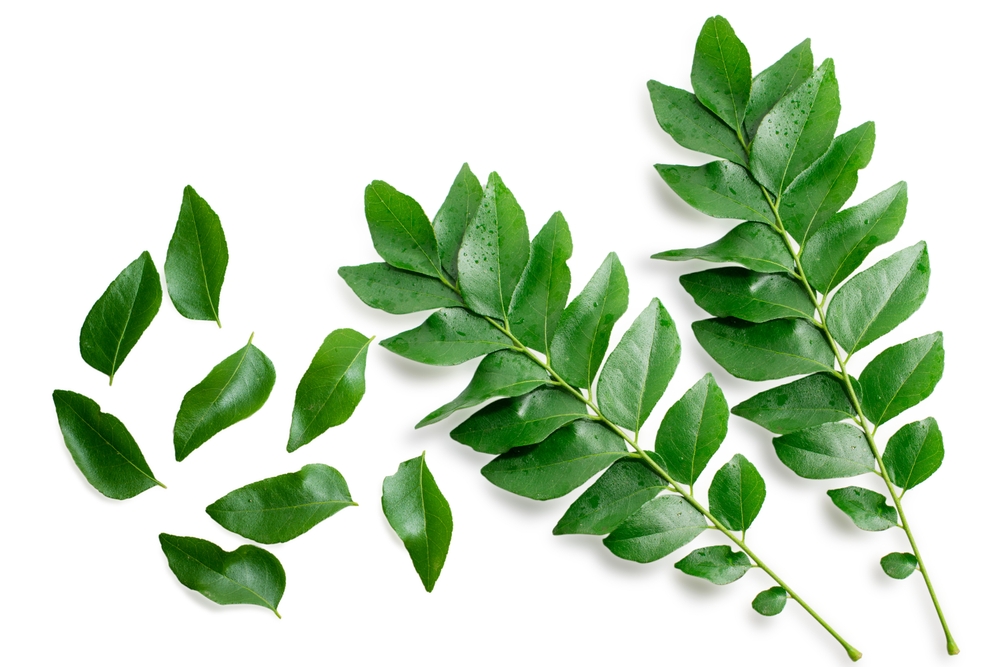 curry leaves, curry tree, health, botany, plant science, biology