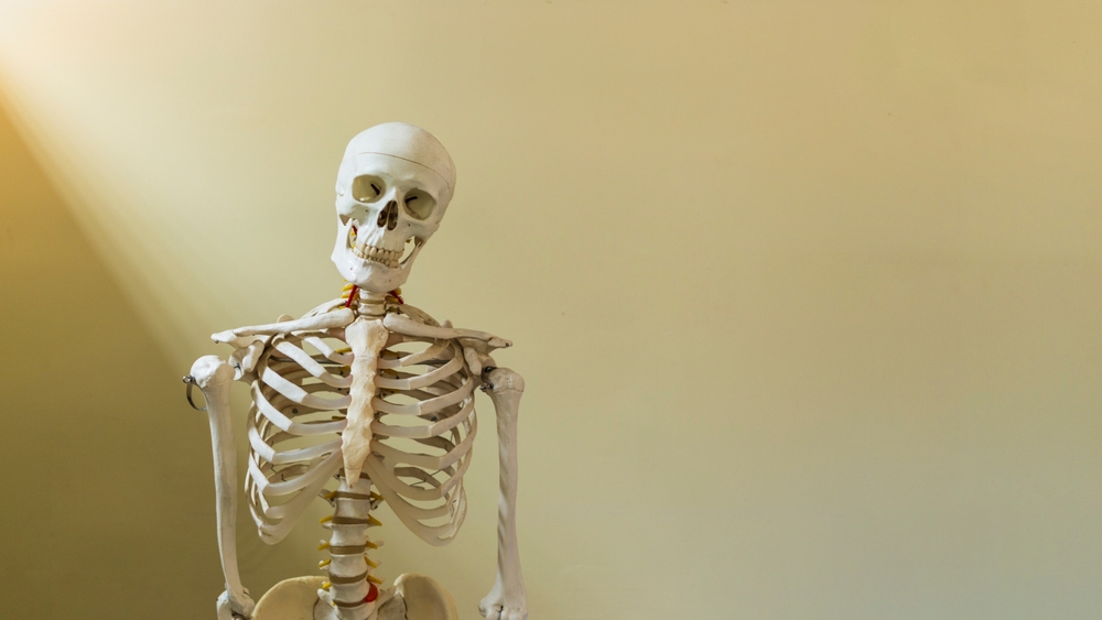 tulang, Half,Body,Of,Human,Skeleton,Model,In,Anatomy,Or,Orthopedic