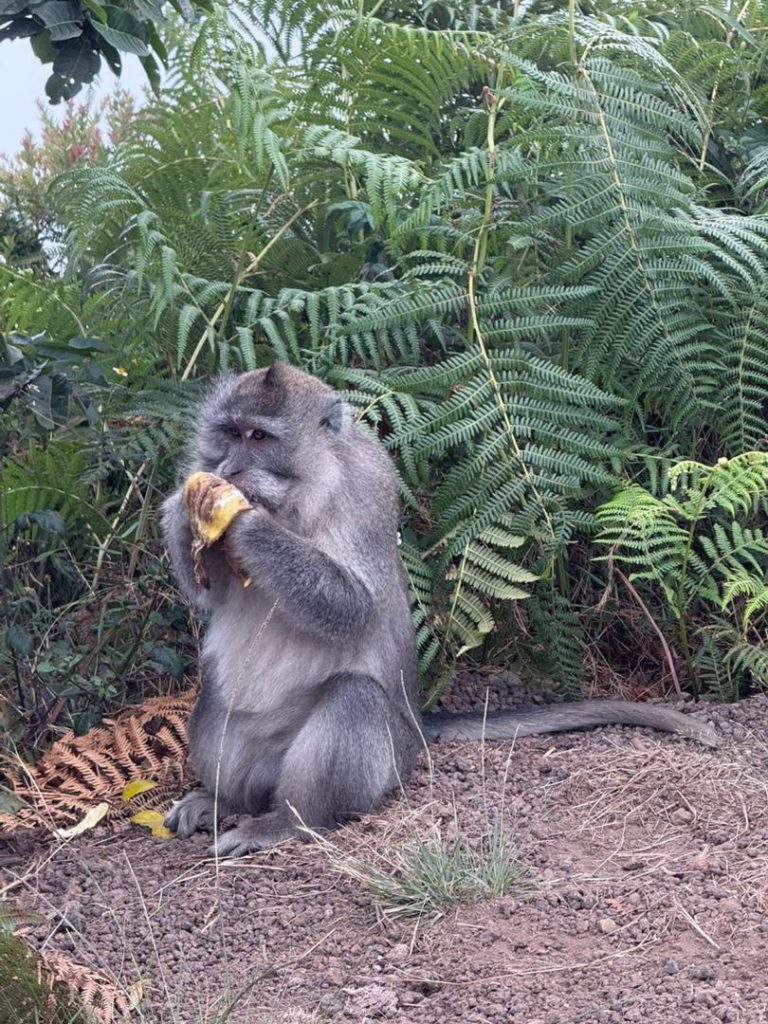 rinjani, stratovolcano, mcmillen anak otoh