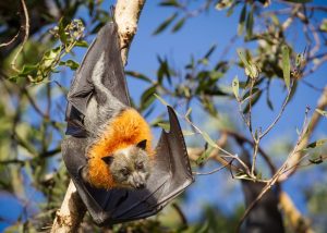 nipah virus, zoonotic pathogen, flying fox, pteropus, fruit bat