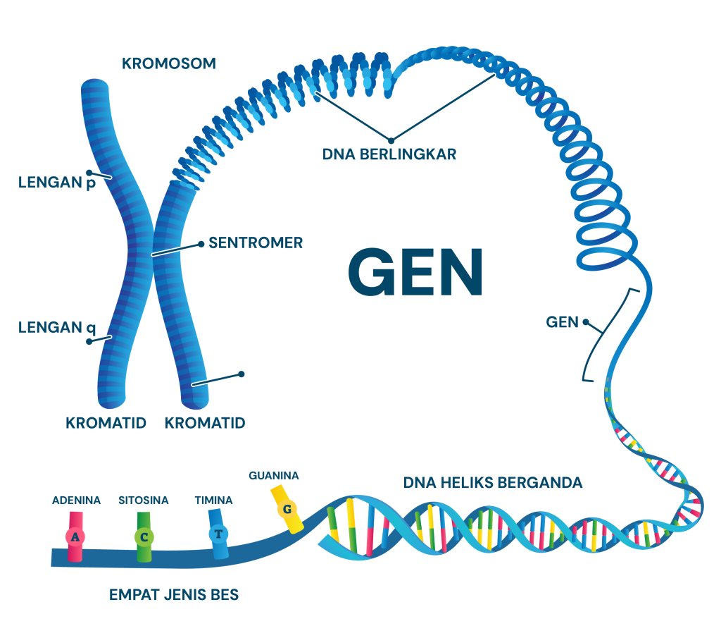 genetik, DNA, kromosom, telomer, sentromer