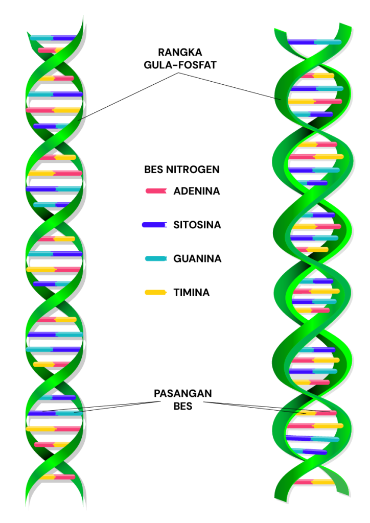 genetik, DNA, kromosom, heliks berganda