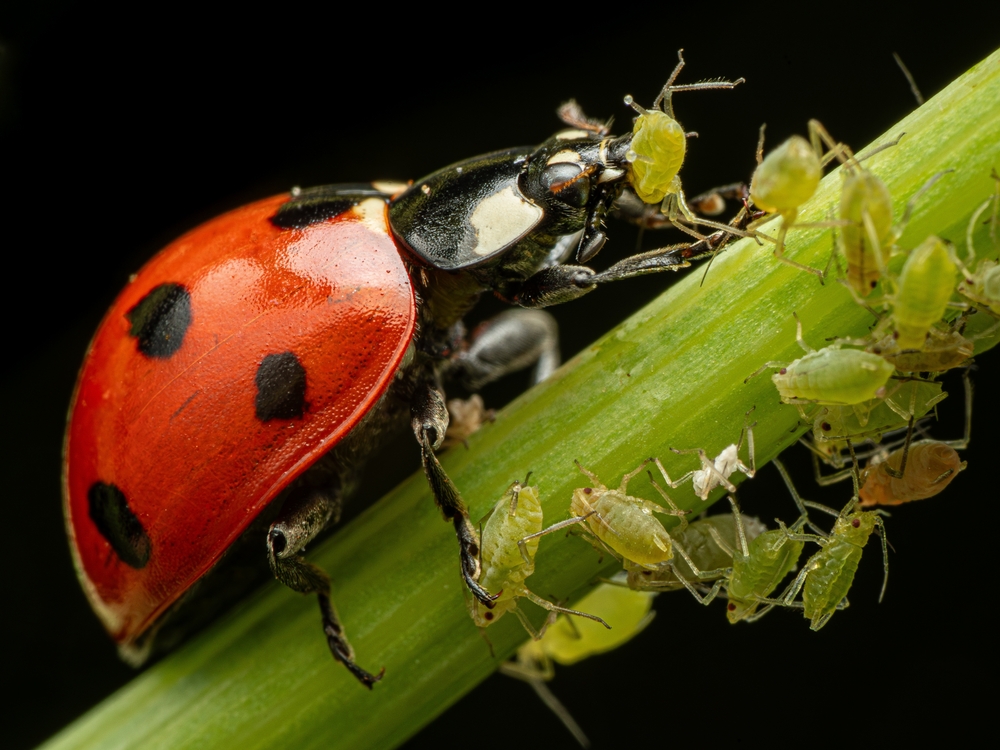 ladybugs, pest control, aphids