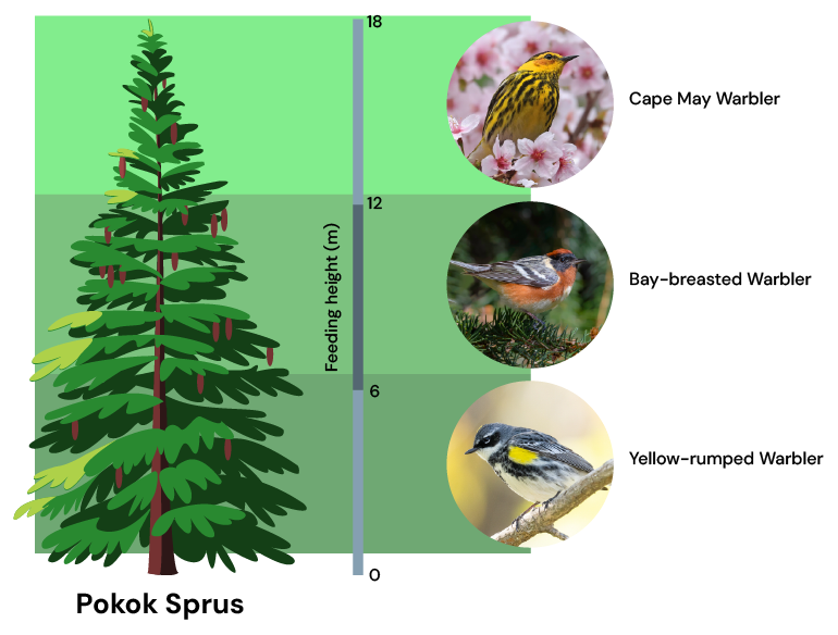 warbler, burung warbler, sprus, habitat, ekosistem