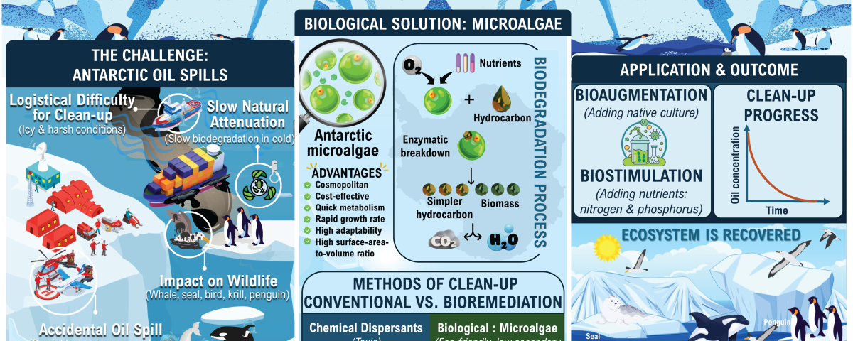 microalgae, antarctica, polar ecosystem, oil spill, environmental health