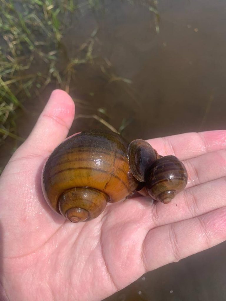 golden apple snail, in the field, adult snail, mating
