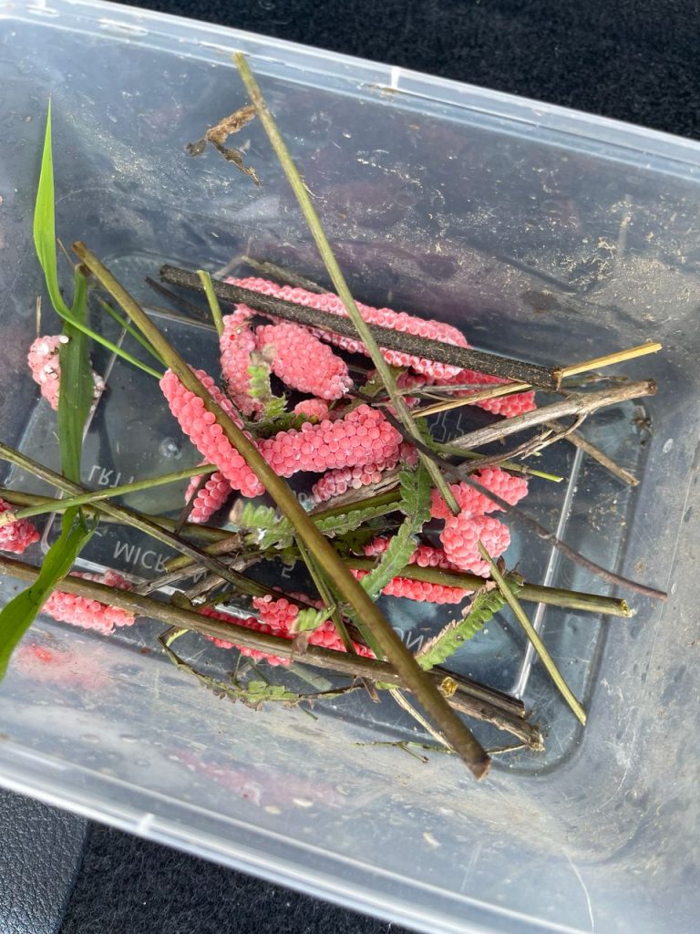 golden apple snail, eggs, plant stems