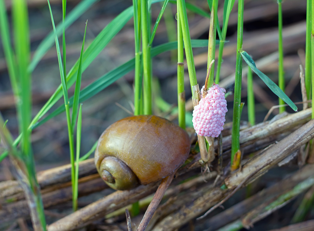 golden apple snail, in the field, adult snail, eggs
