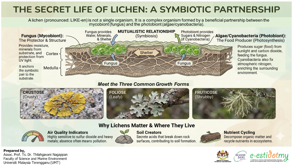 lichen, symbiosis, infographic