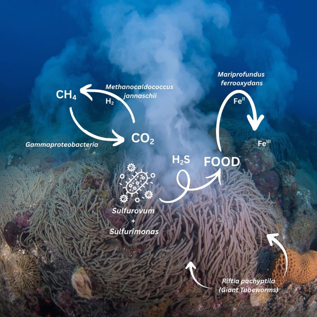 microbes, sea, chemosynthesis, Sulfurovum, Sulfurimonas, Campylobacterota, Mariprofundus ferrooxydans