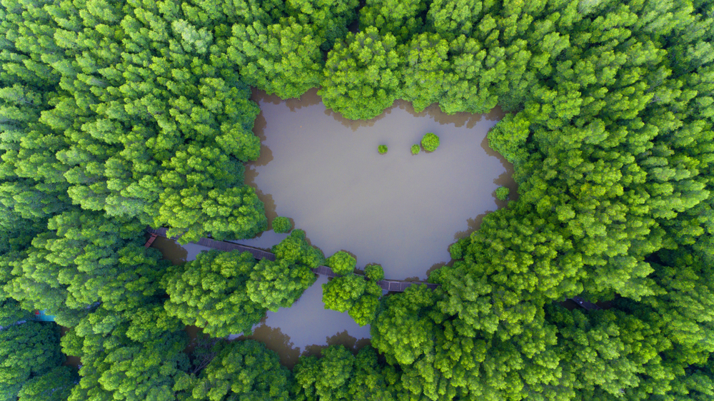 tanah bencah, kota kinabalu, wetlands