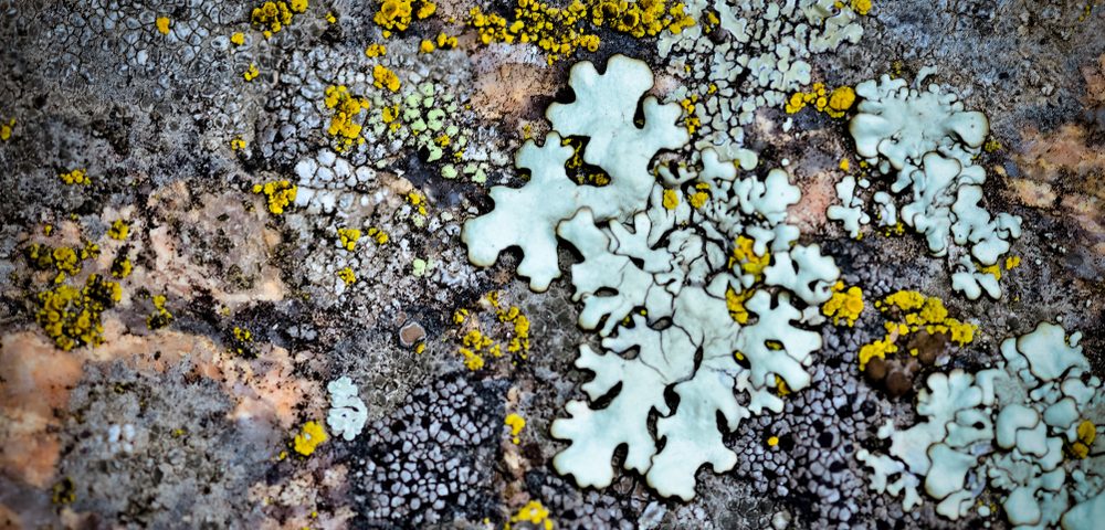 FINAL_lichen poster_thilahgavani-01
