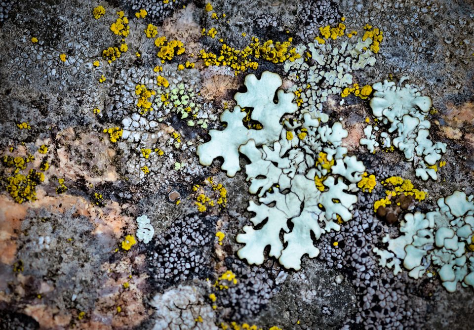 FINAL_lichen poster_thilahgavani-01