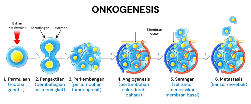 proses perkembangan kanser